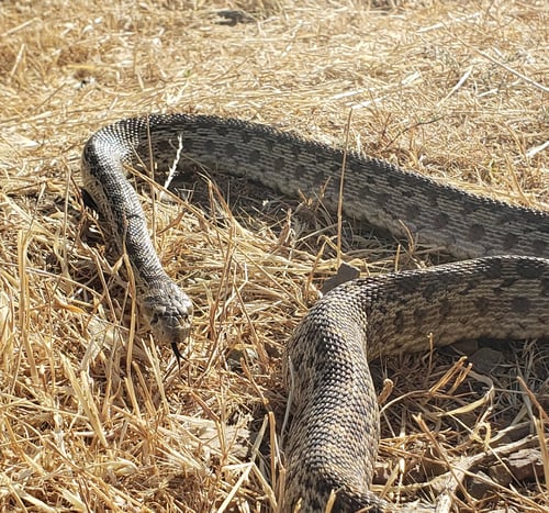Coyote Valley - gopher snake - G. Charlotte