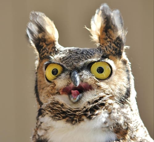 great horned owl2