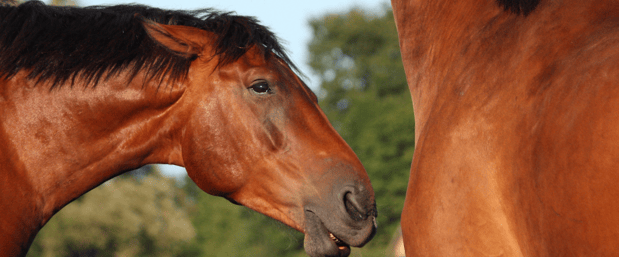 horse pinning its ears at another horse