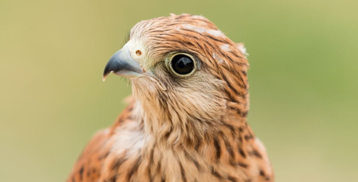 kestrel chick - canva