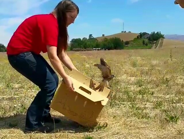 kestrel release