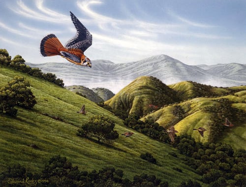 kestrel_sunol_ed rooks