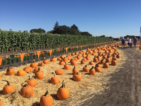 martial-cottle-harvest-fest-october-2017-102