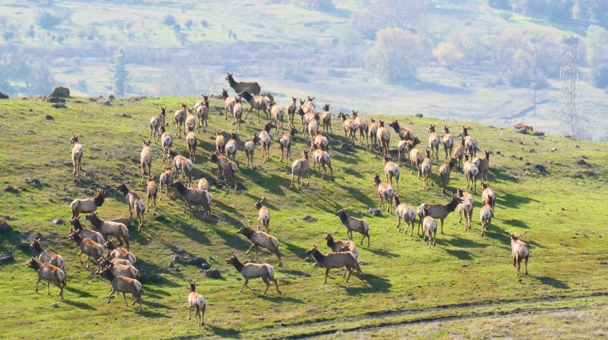 mike hundt Tule Elk Dec 2021 CRID-1