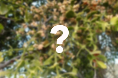 mistletoe blur question-1
