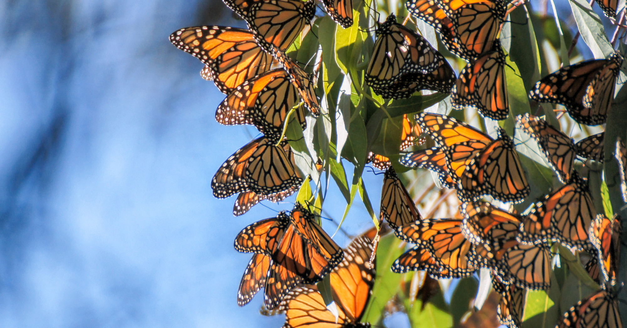 monarch butterfly - canva-1