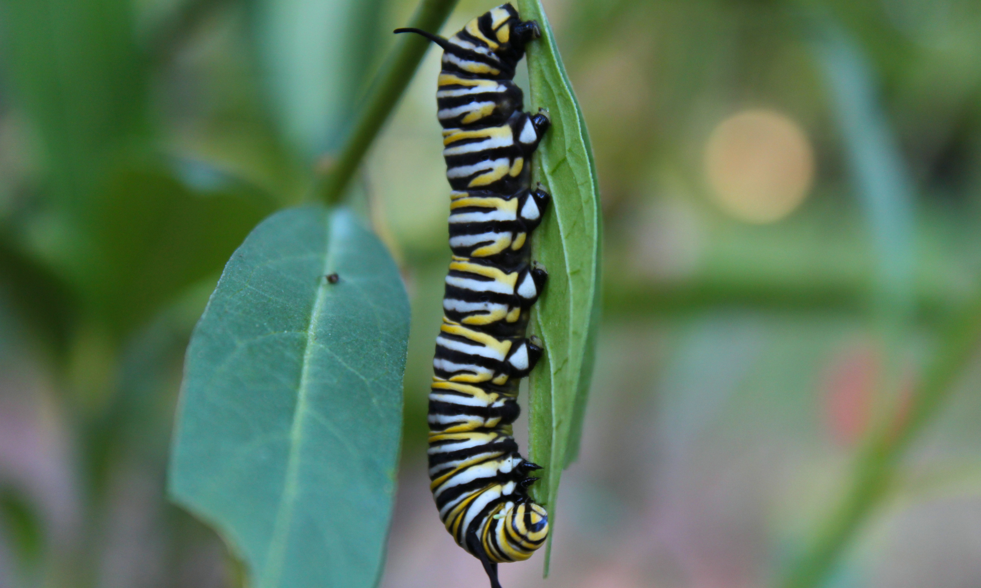 monarch butterfly catepillar