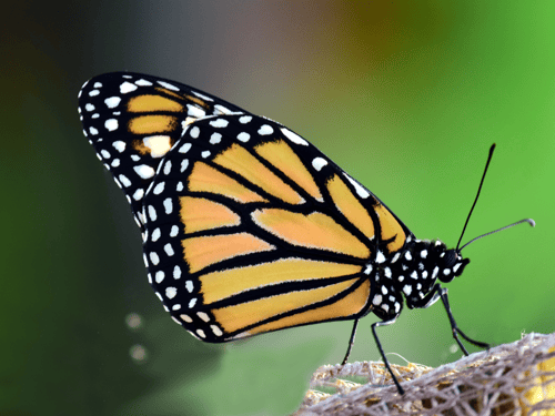monarch butterfly closeup