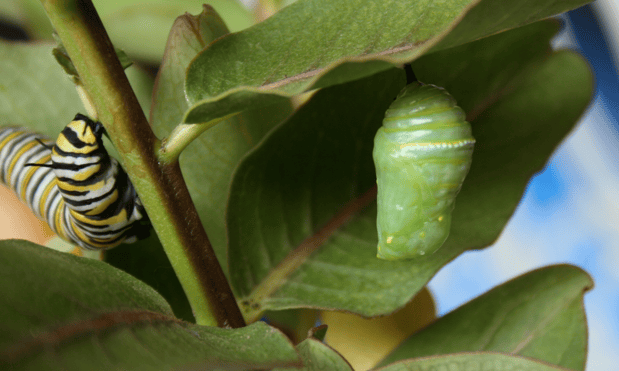 monarch chrisalis