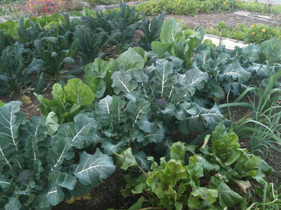 Morgan Hill Community Garden