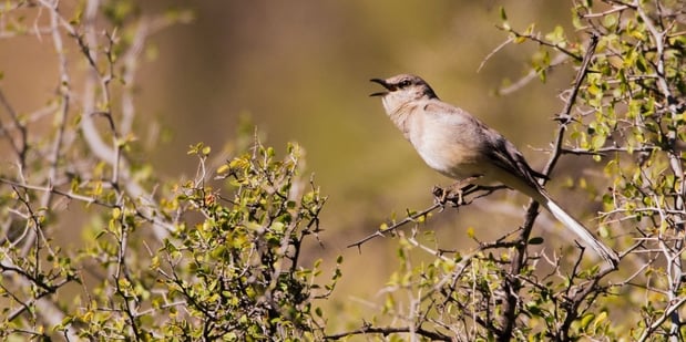 northern mockingbird