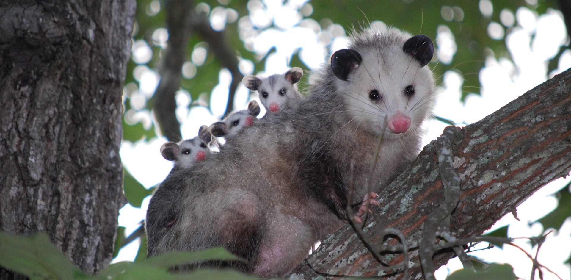 opossum-pixabay