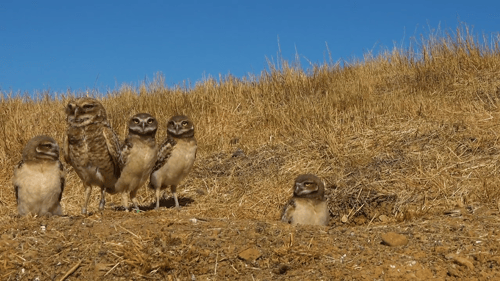 Owl film