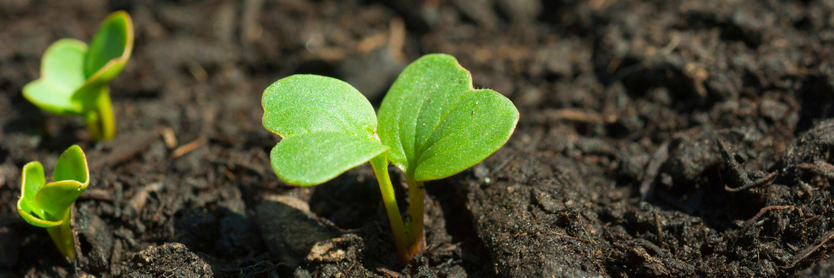 plant sprout