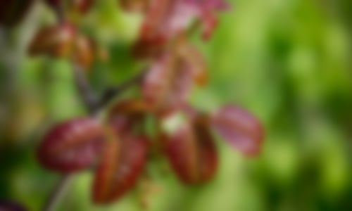 poison-oak-blur-2
