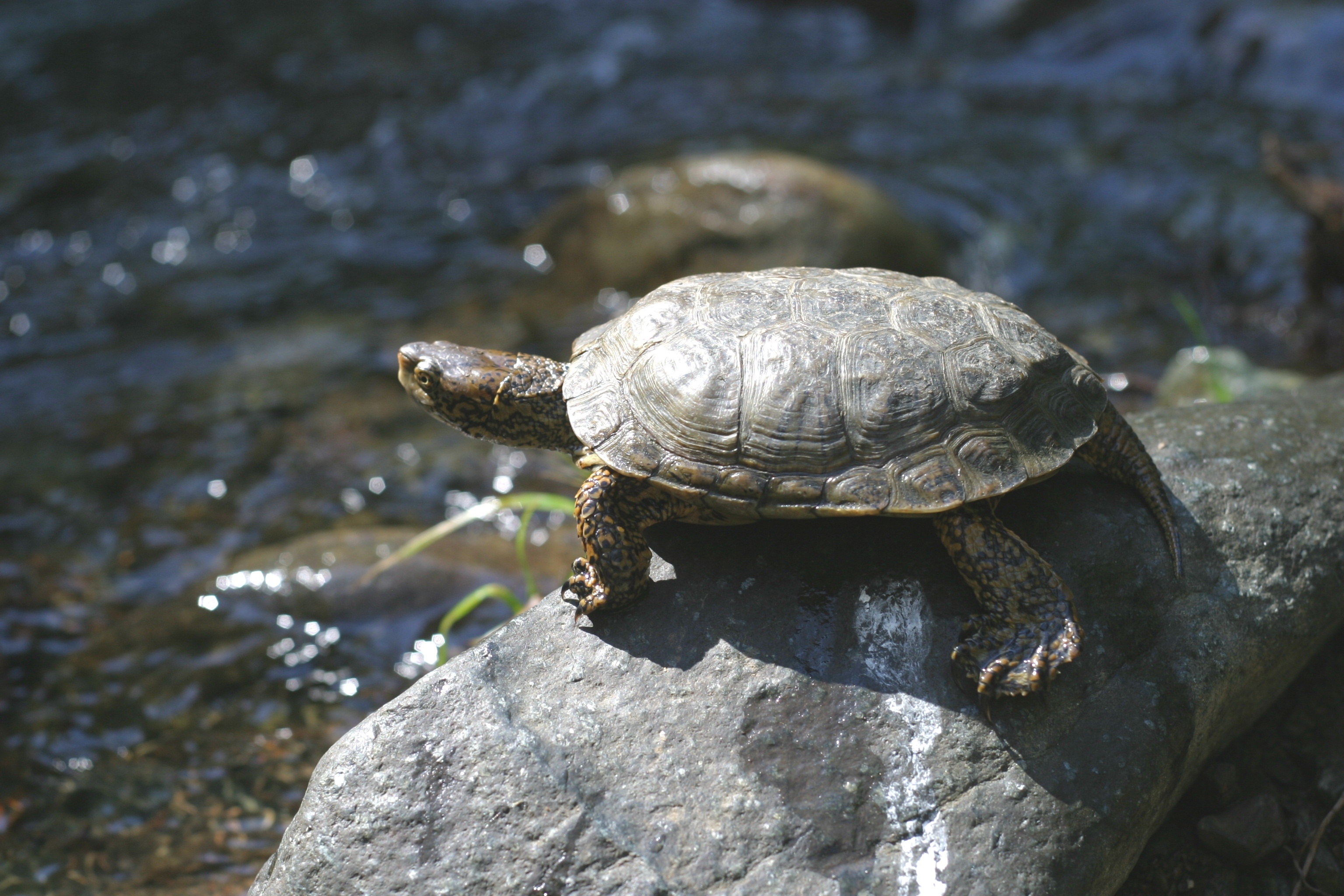 pond_turtle_RCDO_April_2012