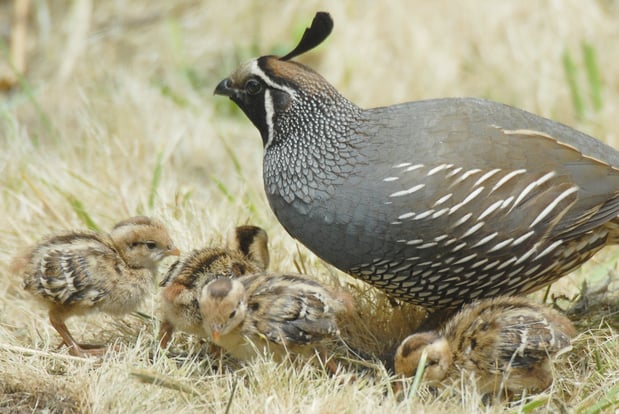 quail chicks - 2