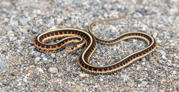 red garter snake - canva