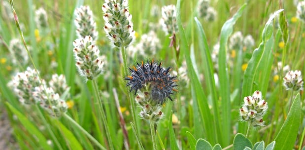 Coyote Ridge OSP - Bay Checkerspot Butterfly Caterpillar - Cait Hutnik - Feb-8-2011