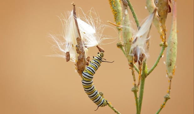 NCOY - Monarch Caterpillar - D-Mauk - 2020-08-30-1