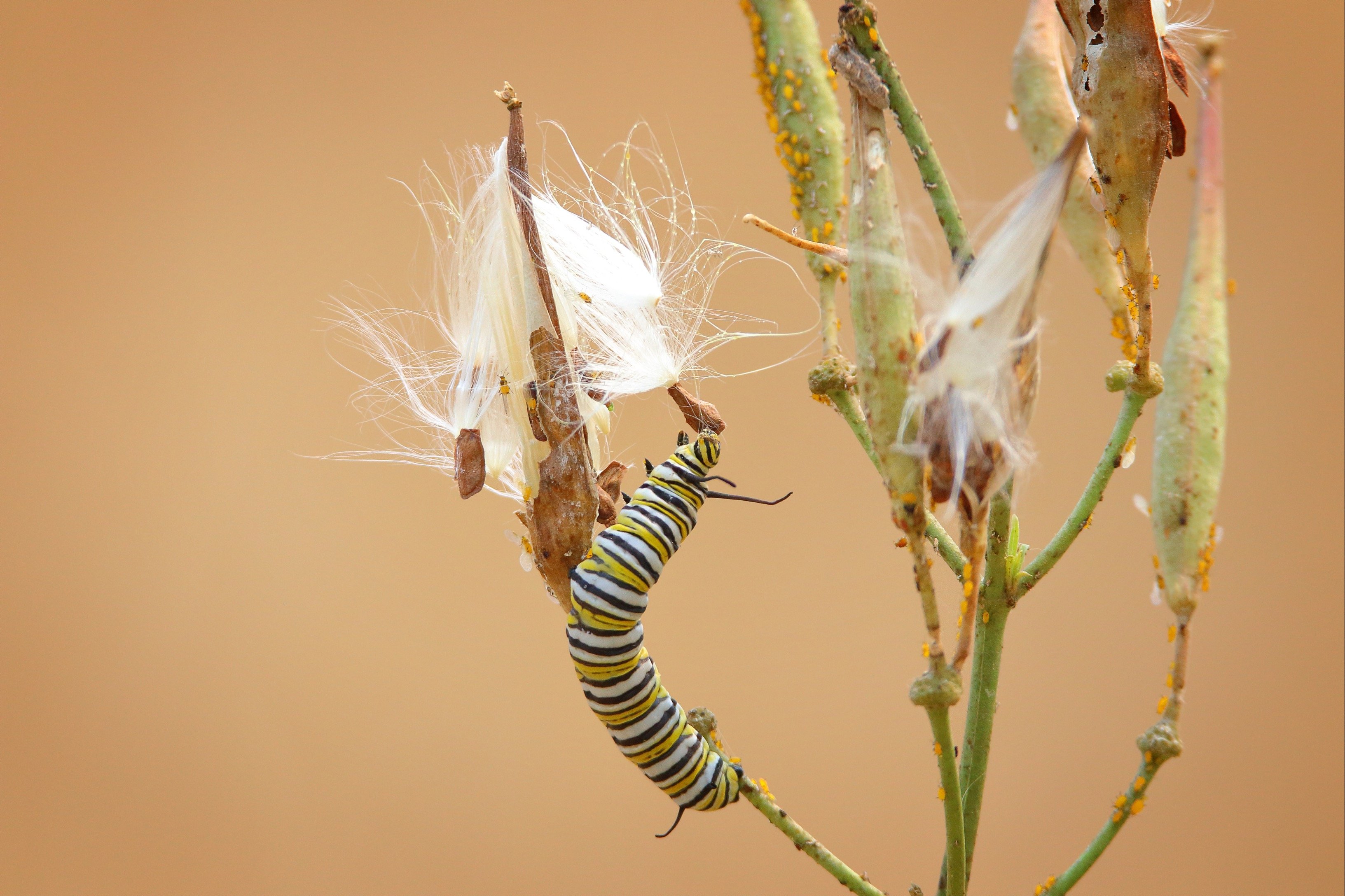 Monarch Caterpillar on milkweed plant