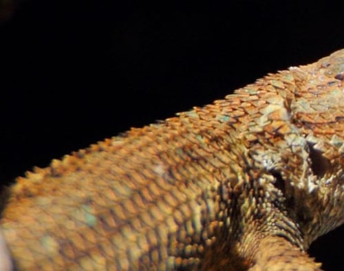 RCAN - Western Fence Lizard- - D-mauk - May-27-2018 - 2 - sized-1