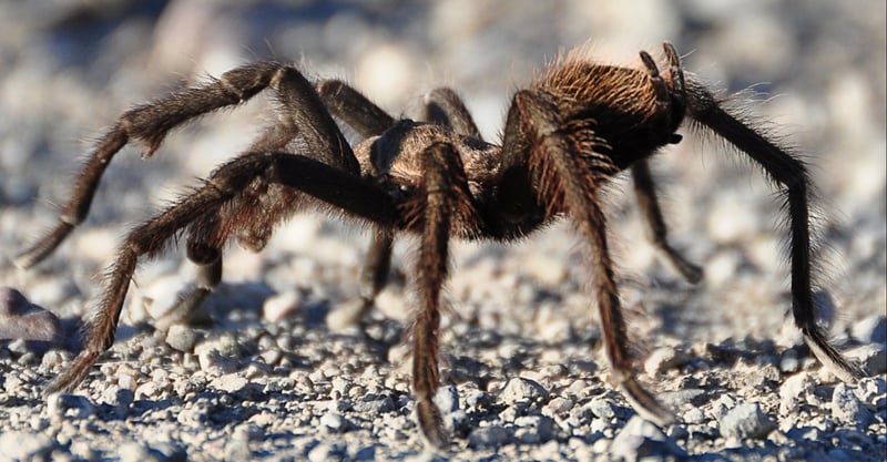 tarantula - MG - 03-26-2014-744911-edited-1-1