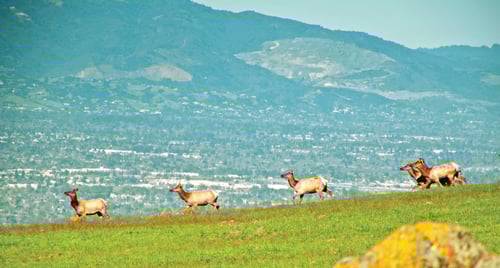 tule elk cityscape