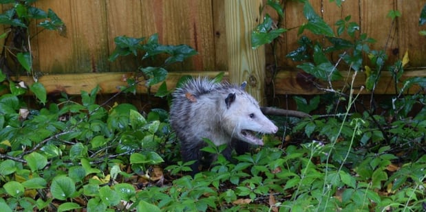 virginia opossum