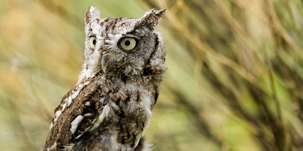 western screech owl