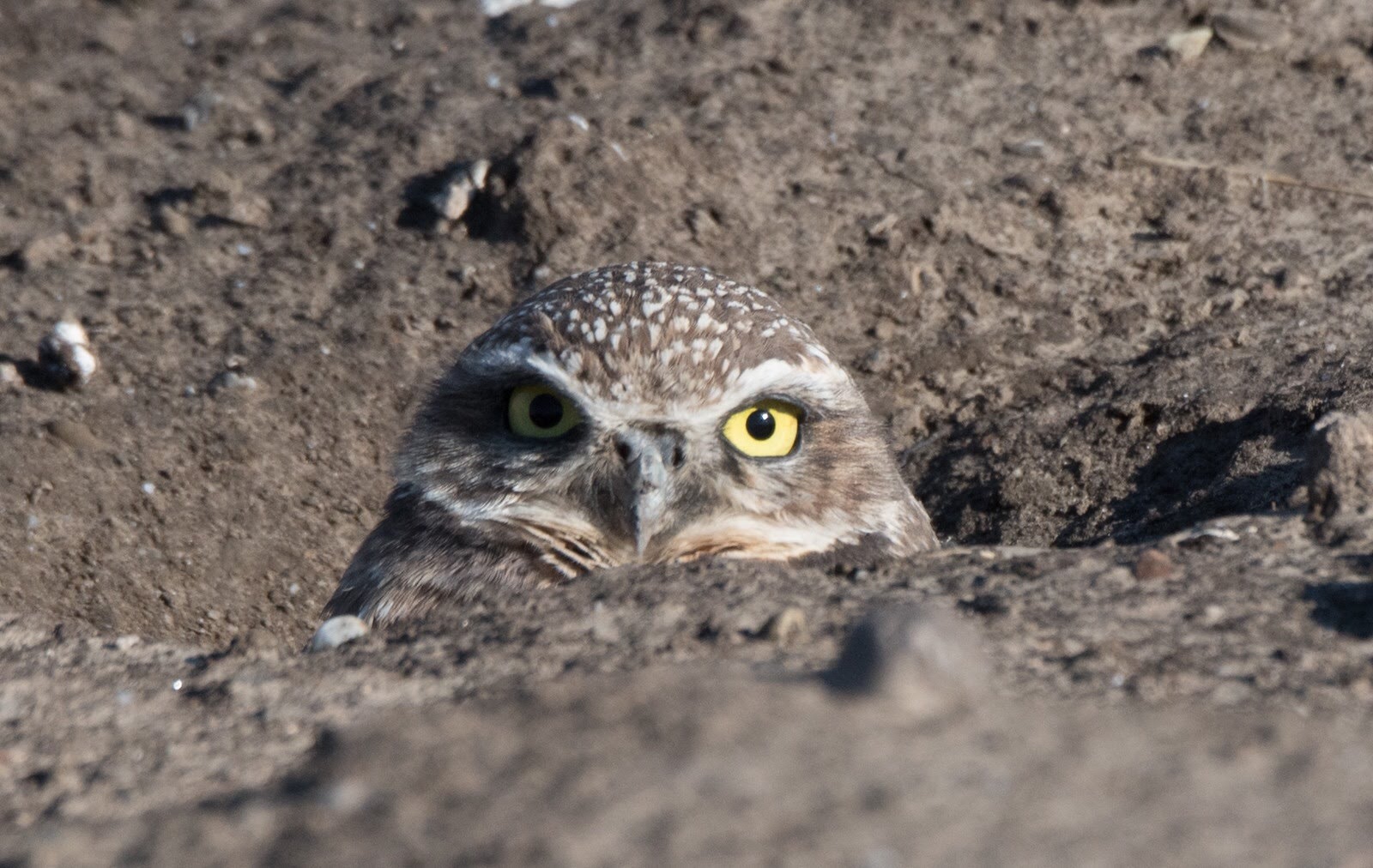 burrowing owl - eileen johnson photography.jpg
