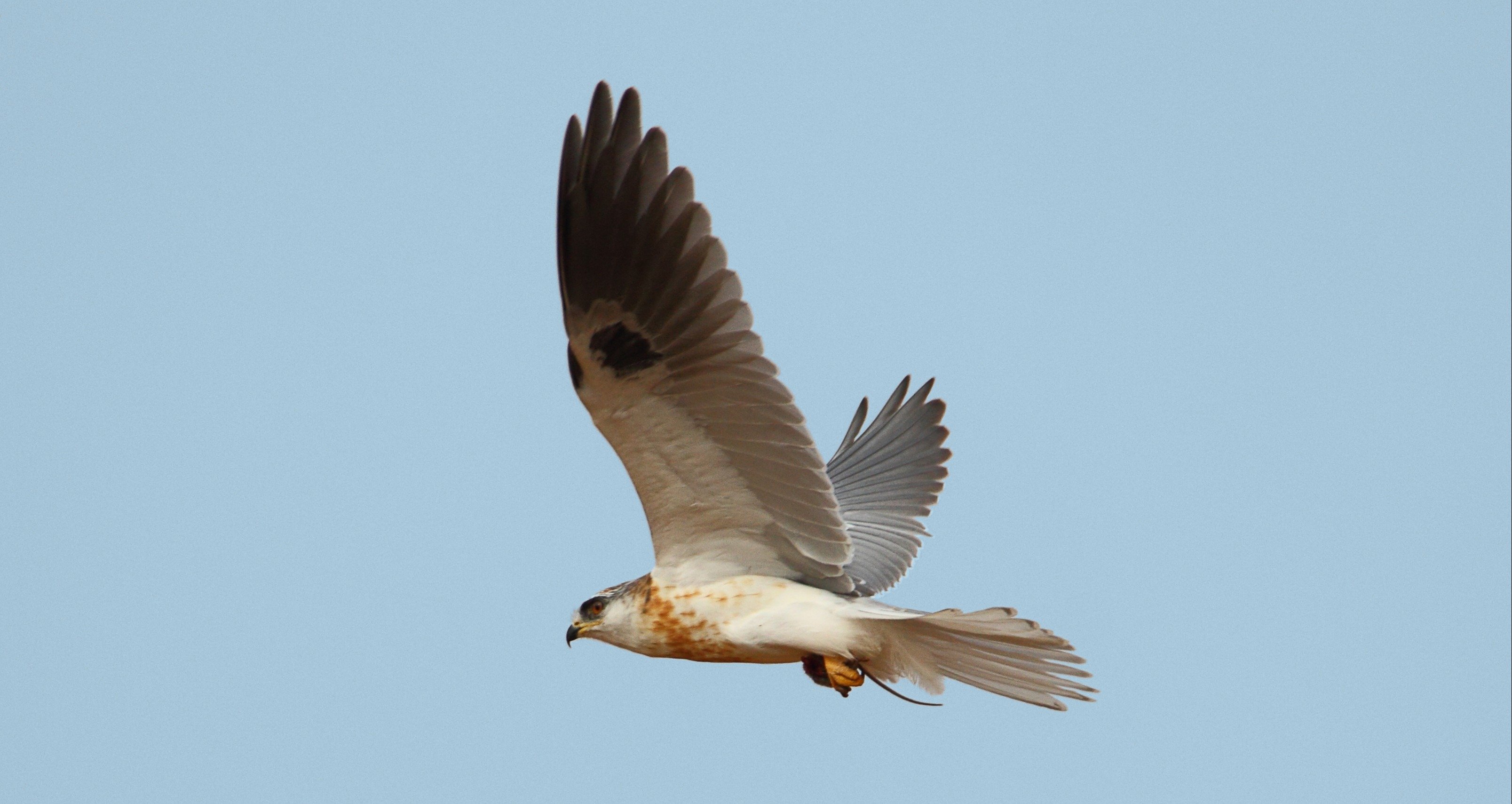 White-tailed kite flying against a blue sky