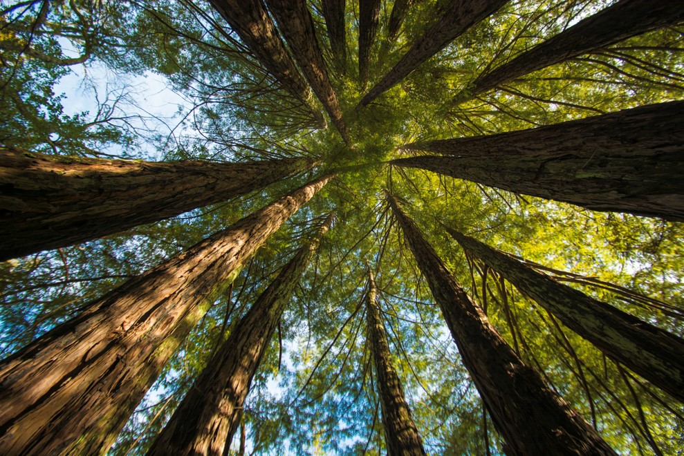 Circle of redwoods