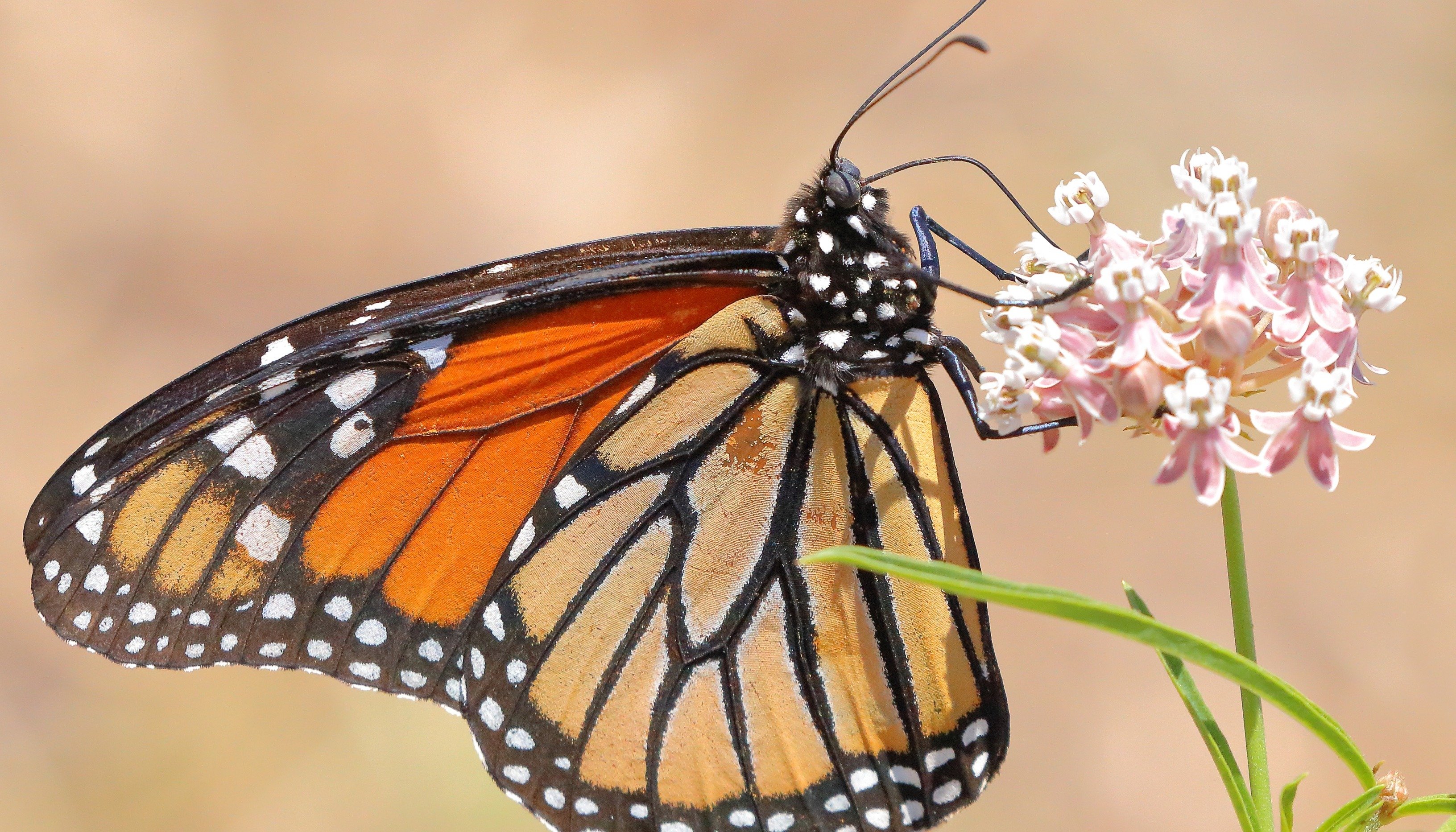 Monarch butterfly resting on milkweed flower