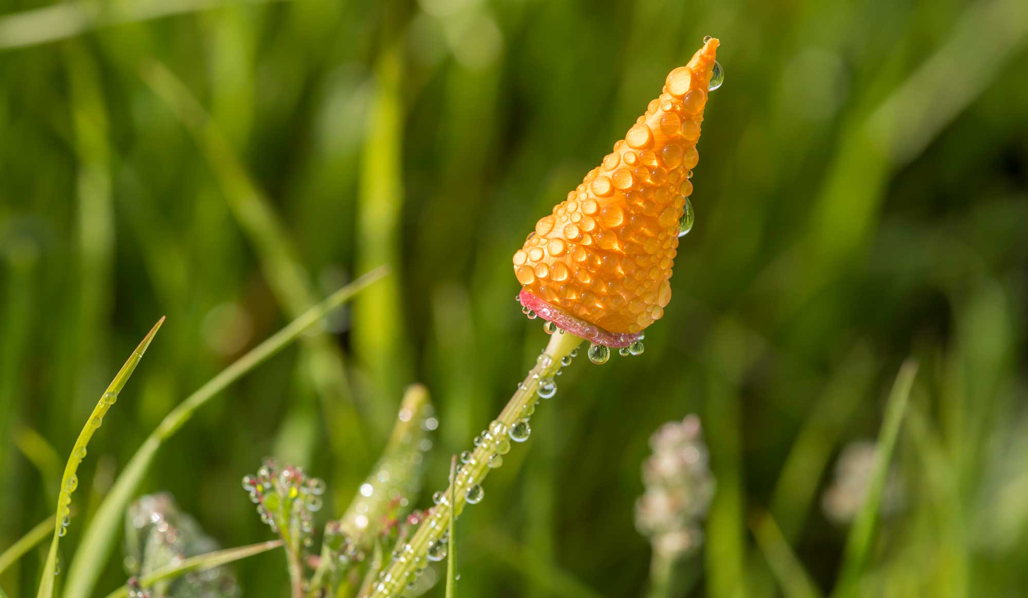 A Silent Spring 