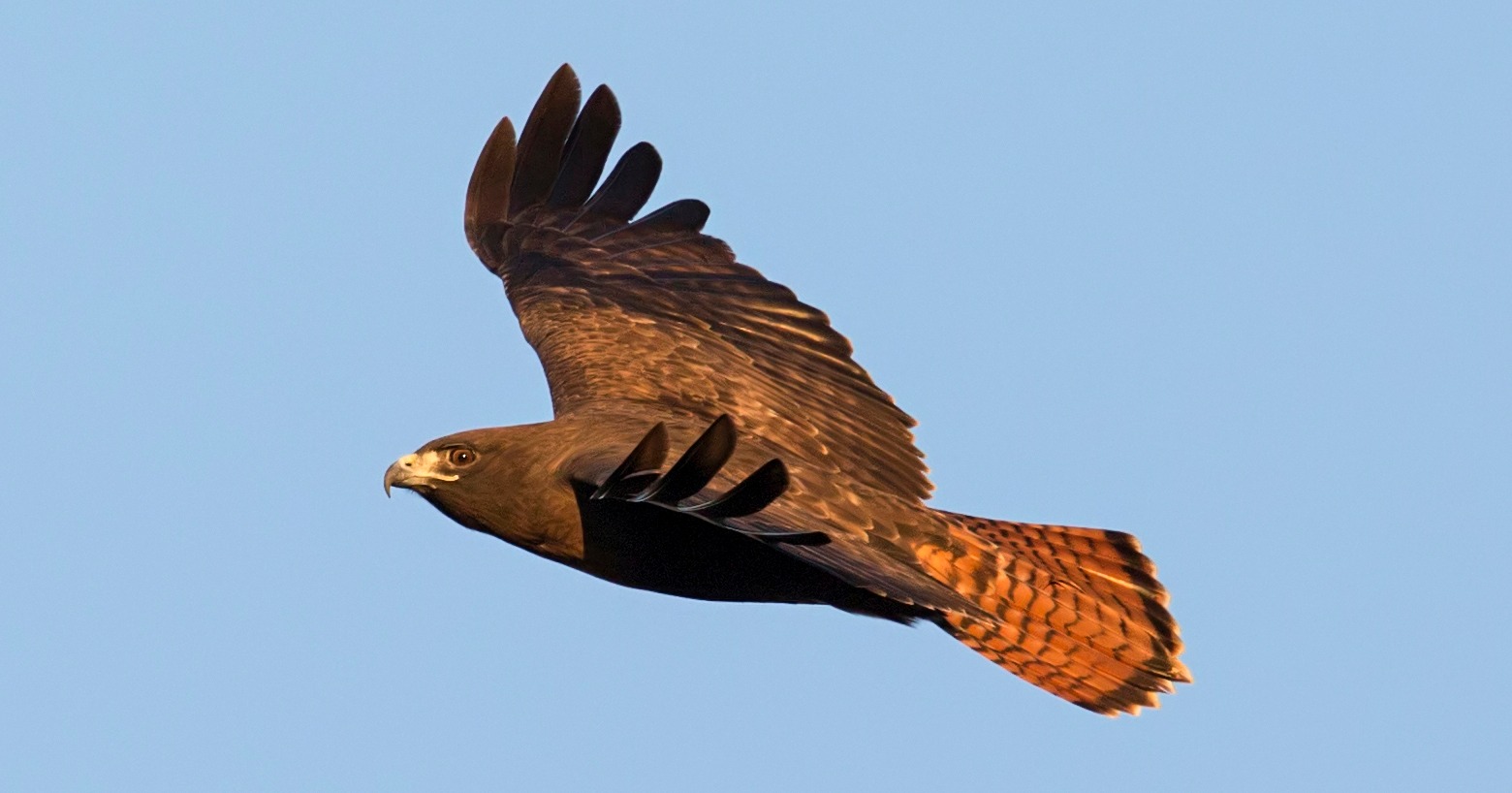 hawk bird flying