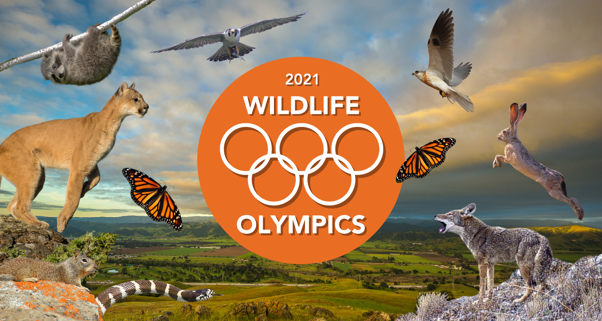 Santa Clara Valley Wildlife Olympics collage with animals and Olympic rings